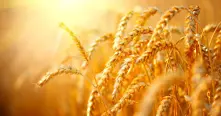 OОН предупреждава за криза със зърното