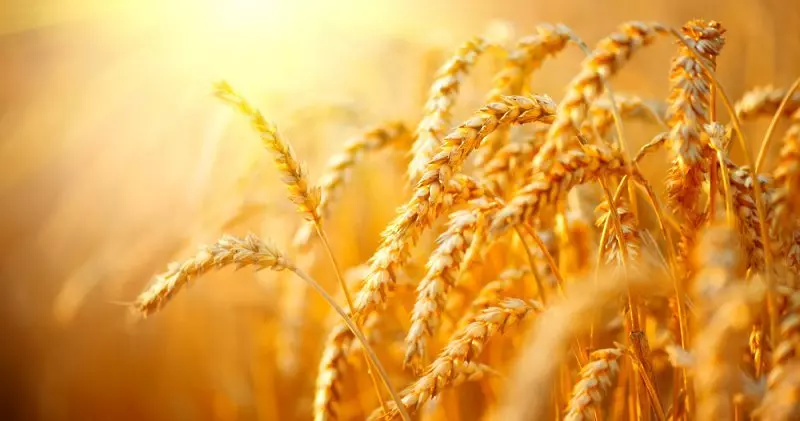 Турция очаква бързо решение за доставките на зърно от украинските пристанища