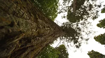 Най-старото дърво в света може би е на над 5000 години