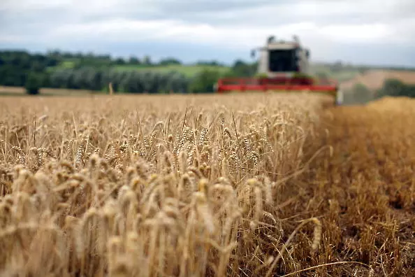 Европа очаква леко намаление на добивите от пшеница