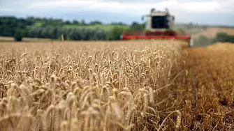 Европа очаква леко намаление на добивите от пшеница