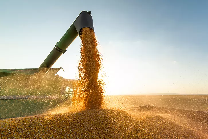 България очаква още една добра за добива на пшеница година