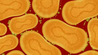 Предсърдно мъждене - защо е опасно и как да се предпазим с Microlife
