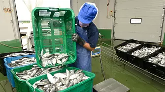 Фондът на фондовете обяви 5.25 млн. лв. подкрепа за сектор „Рибарство и аквакултури“ 