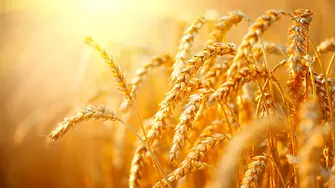 Грузия забрани износа на пшеница и ечемик