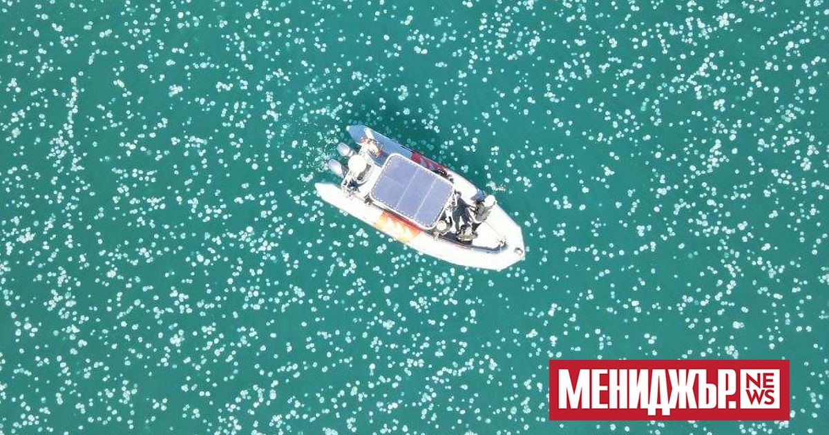 Нашествие от медузи край бреговете на Израел - Свят - manager.bg