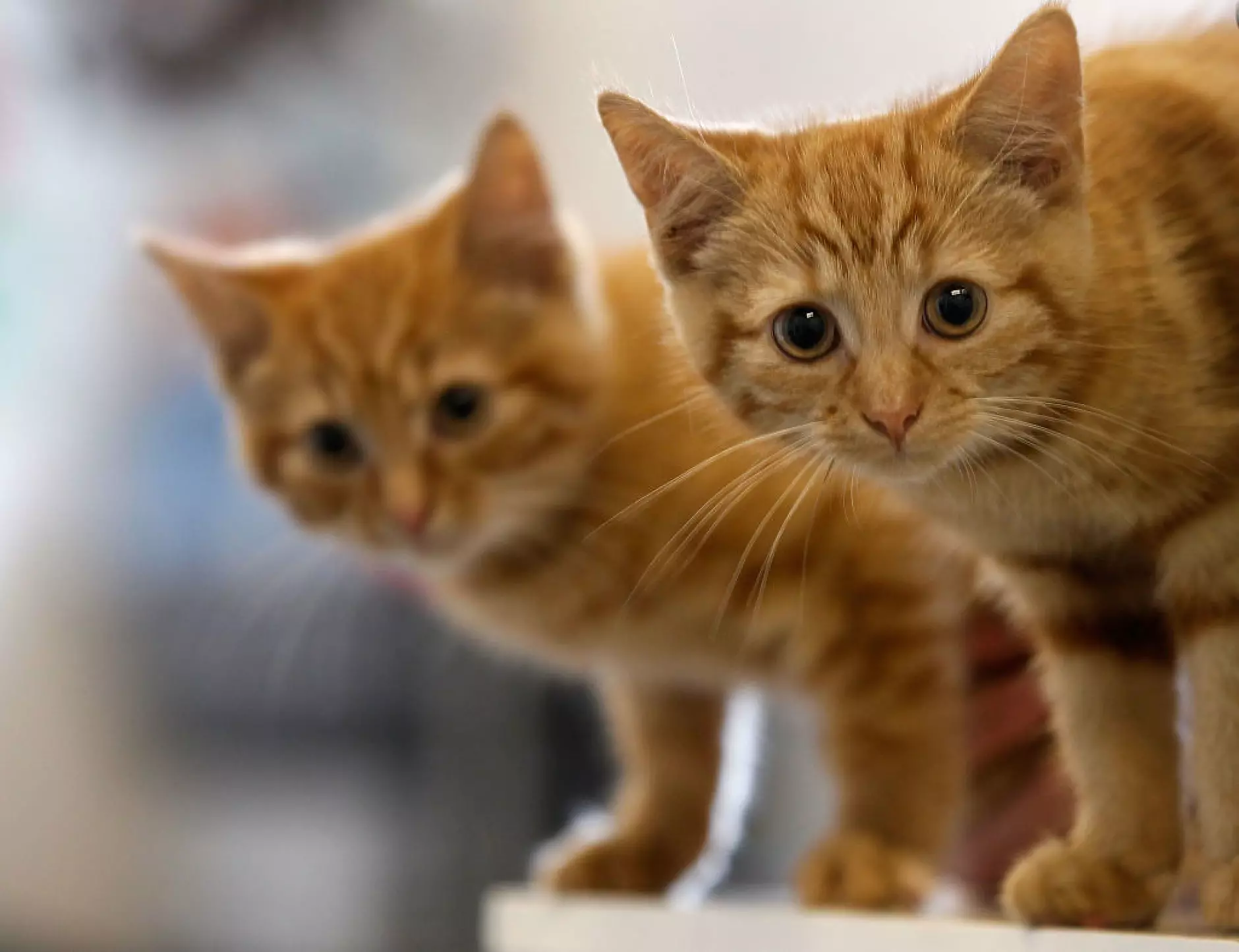Полски институт класифицира котките като инвазивен чуждоземен вид