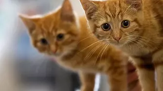 Полски институт класифицира котките като инвазивен чуждоземен вид
