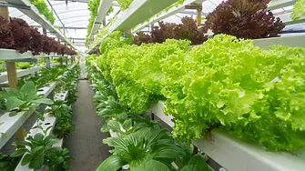 Вертикално земеделие: Решение за повече хранителни стоки и по-малко емисии