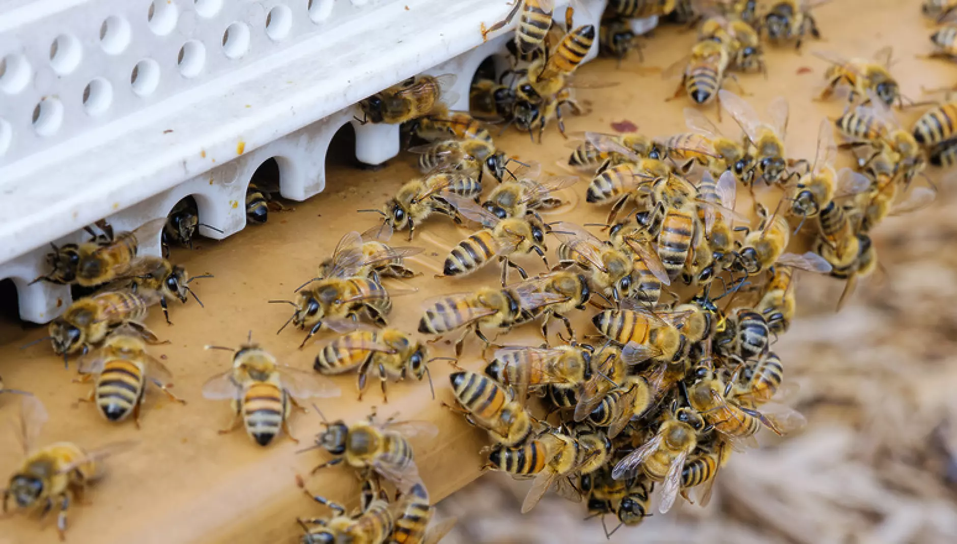 НАТО отглежда пчели и произвежда мед за спасяване на планетата