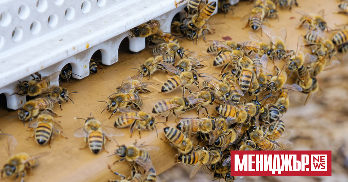 В НАТО отглеждат и произвеждат мед, за да бъде спасена