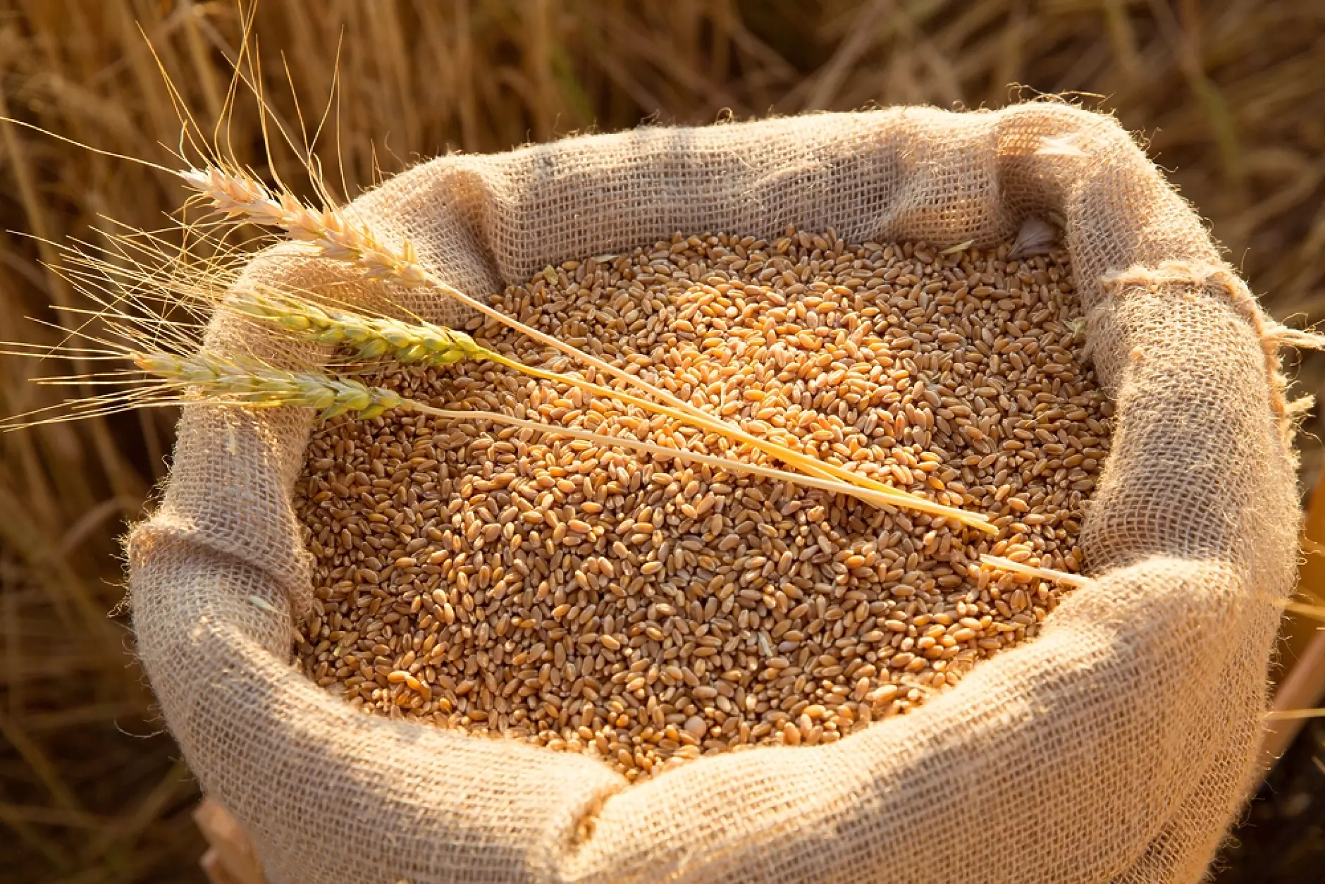 На Софийската стокова борса продължава да се търси пшеница в големи количества