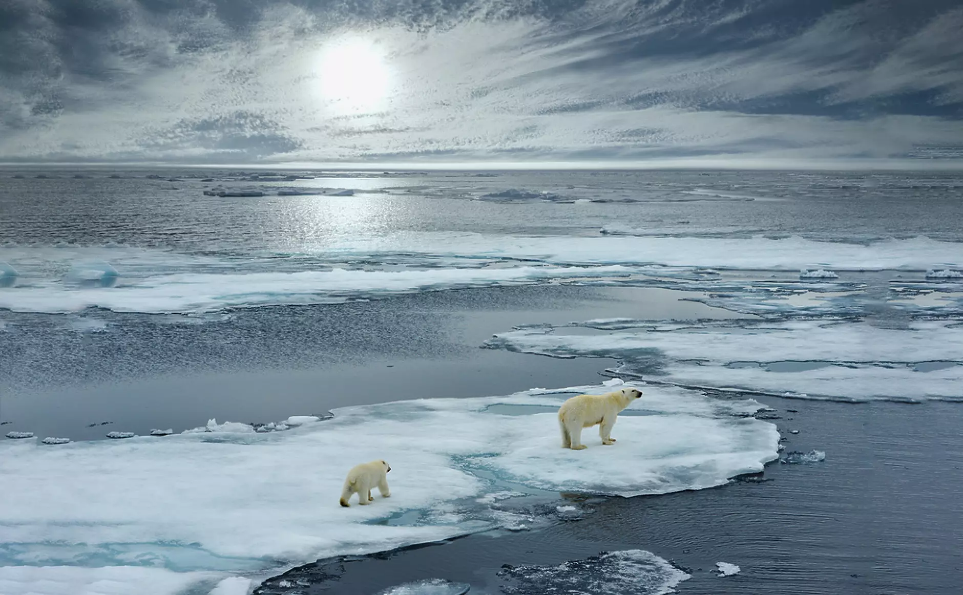 Арктика се затопля четири пъти по-бързо от останалия свят