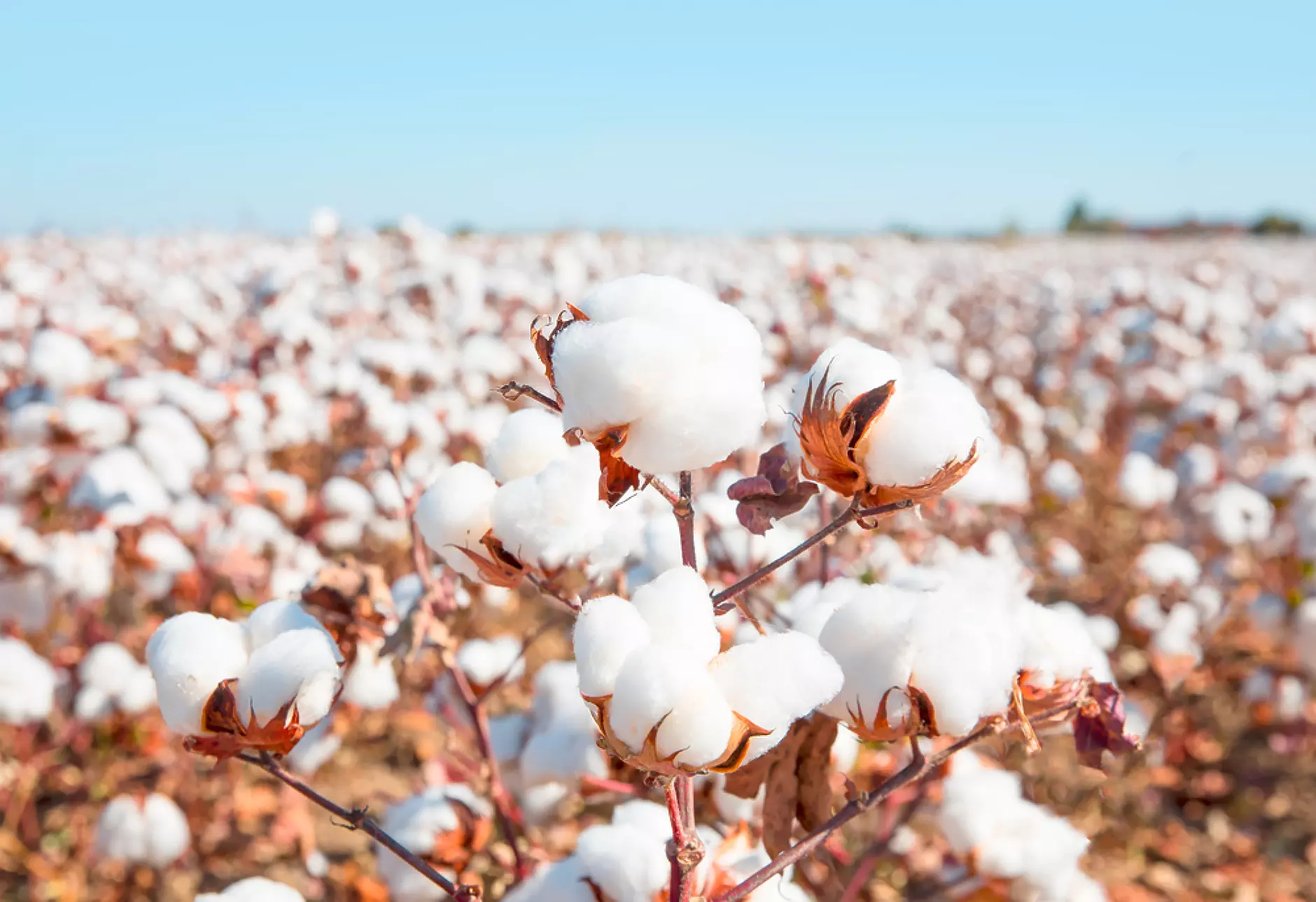 Цените на памука в САЩ скочиха до небето 