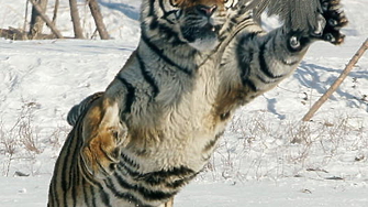 Казахстан с помощта на руския опит може да върне тигрите
