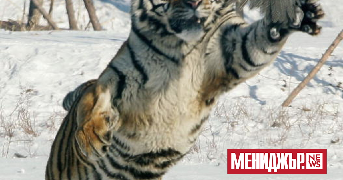 Казахстан, с помощта на руския опит, може да върне тигрите