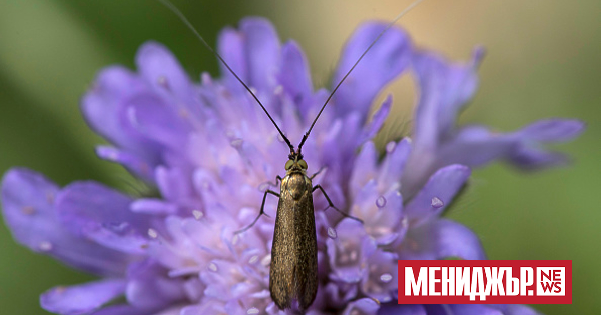 Учени от университета в Бристол разкриха как молците успяват да