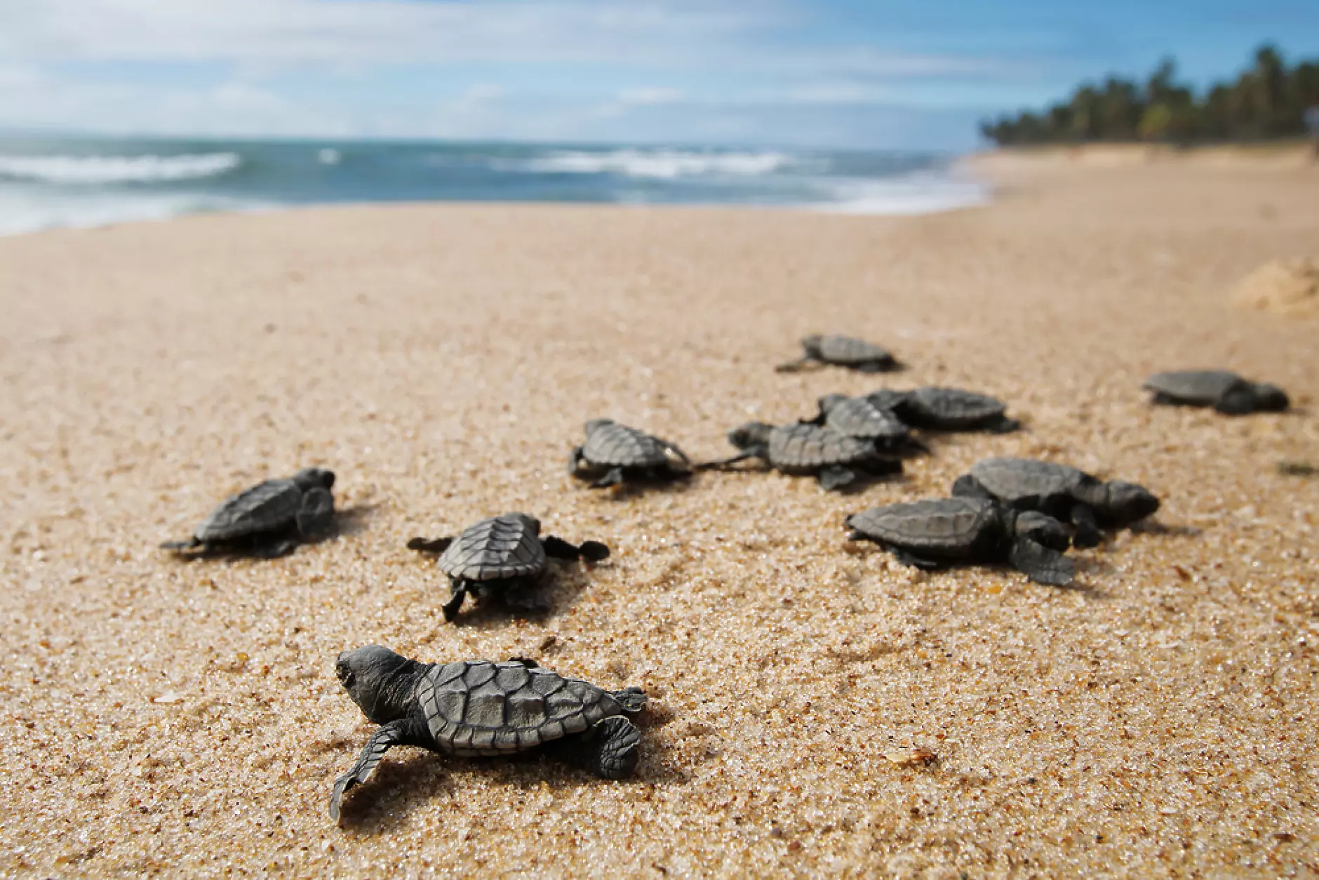 Турски еколози очакват над 40 000 защитени морски костенурки да се потопят във водите на залива Гьокова