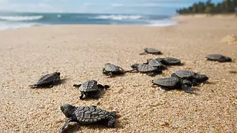 Турски еколози очакват над 40 000 защитени морски костенурки да се потопят във водите на залива Гьокова