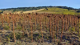 Европа чака слаба реколта от слънчоглед заради жегата и сушата