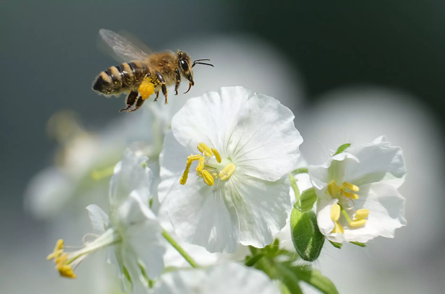 В битка за пчели растенията прибягват до трикове