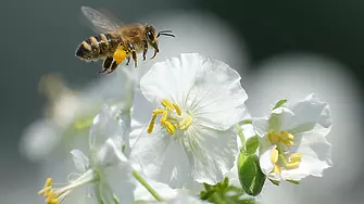 В битка за пчели растенията прибягват до трикове