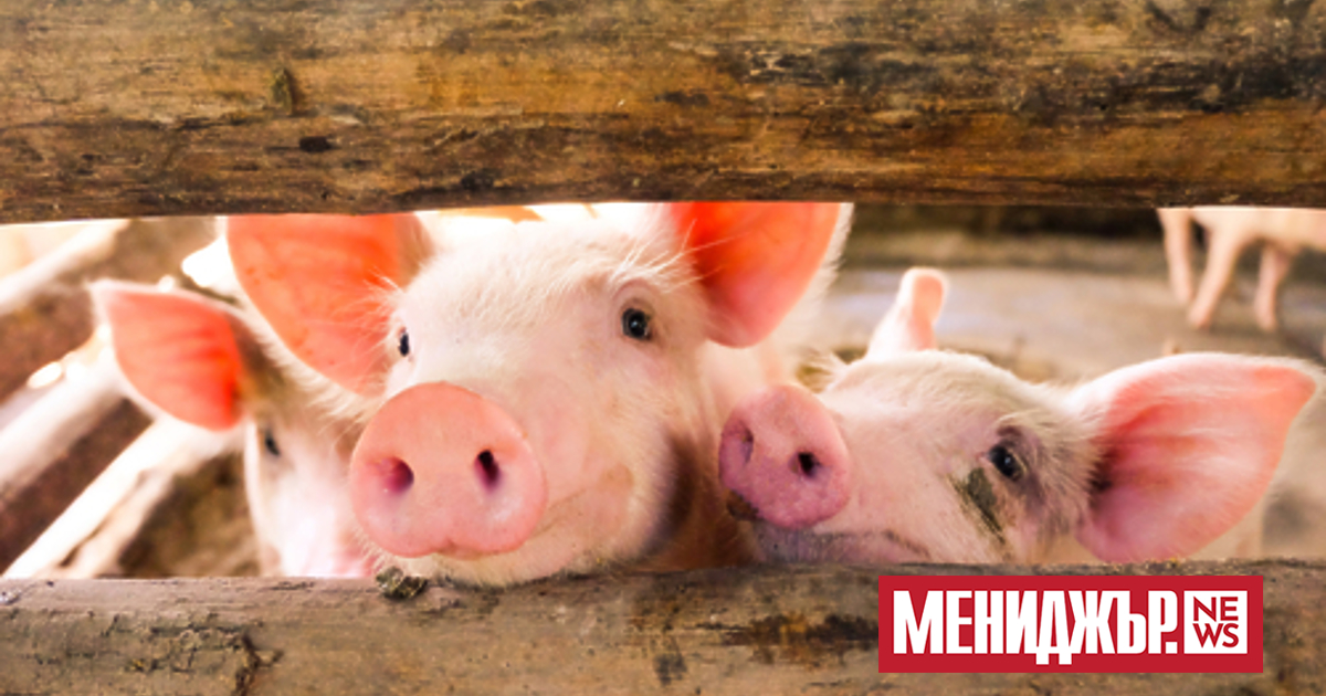 На референдум днес швейцарските граждани ще решат дали да забранят