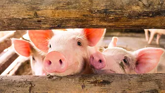 Швейцария решава днес дали да бъде забранено промишленото животновъдство