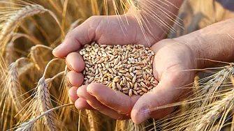 Добри новини за глобалния зърнен баланс