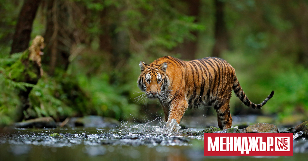 Популациите на дивите животни намаляват с 69% след 1970 г.,