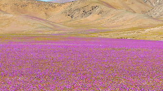 Пустинята Атакама в Чили е едно от най удивителните места на