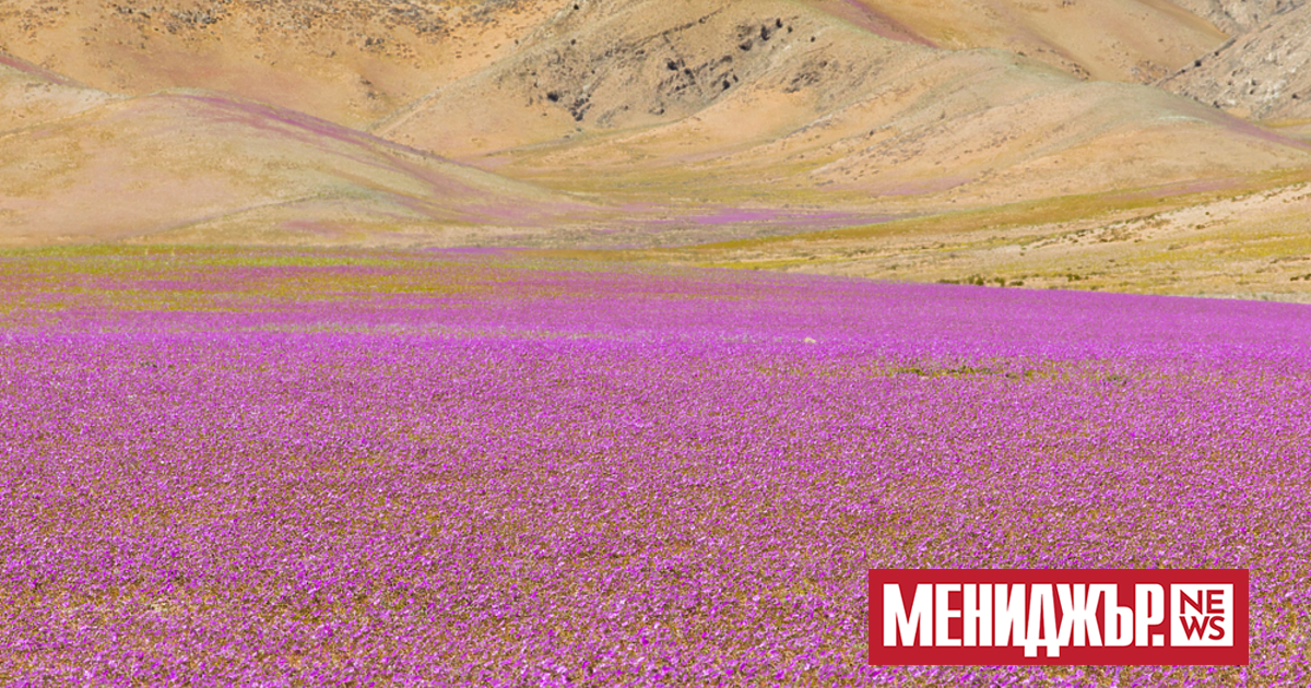 Пустинята Атакама в Чили е едно от най-удивителните места на