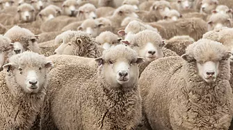 България внася 10 пъти повече агнешко и овче месо, отколкото изнася