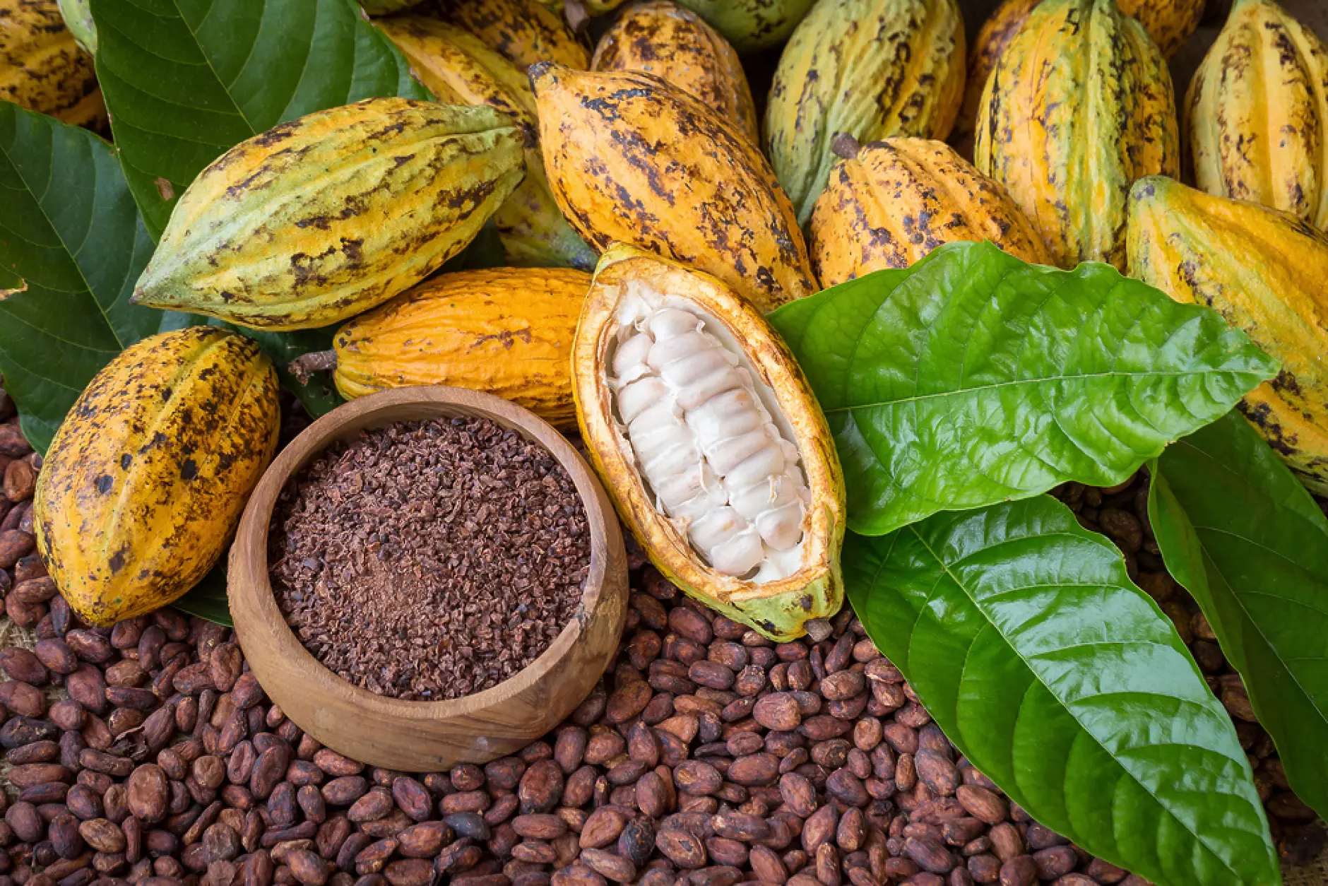 Усилията за устойчиво производство на какао ще се провалят без по-добро заплащане за реколтата