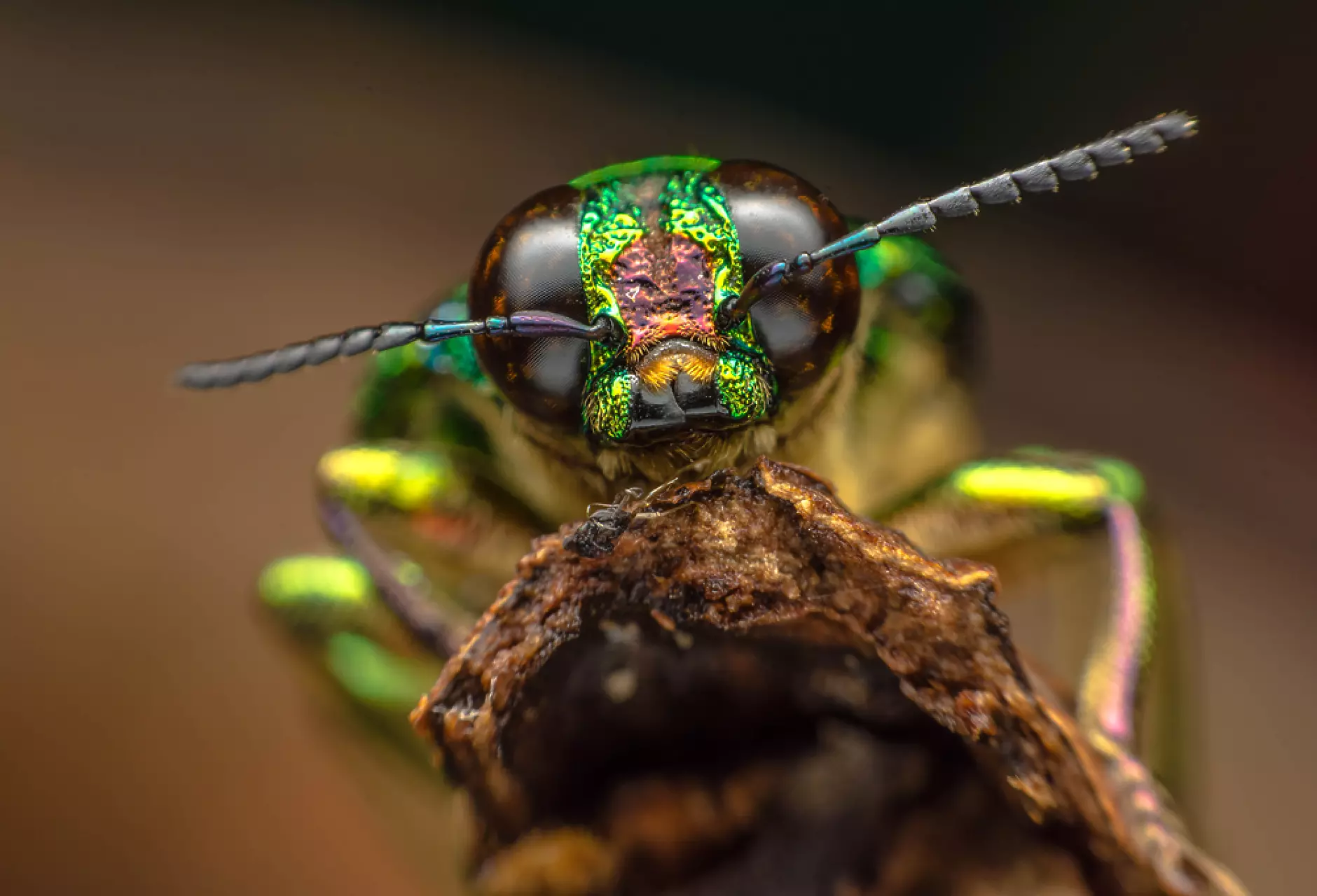 Робот-ловец унищожава вредни насекоми в посевите с мощен лазер