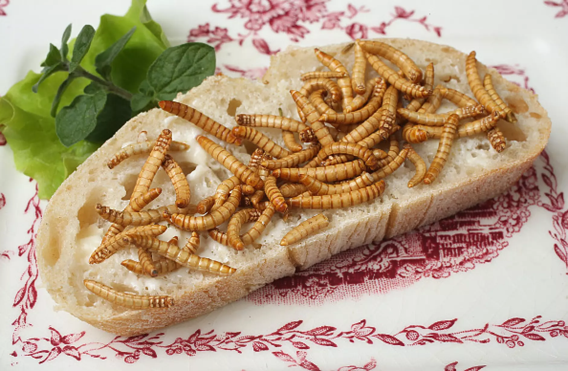 Нов закон в ЕС разрешава използването на насекоми в храната
