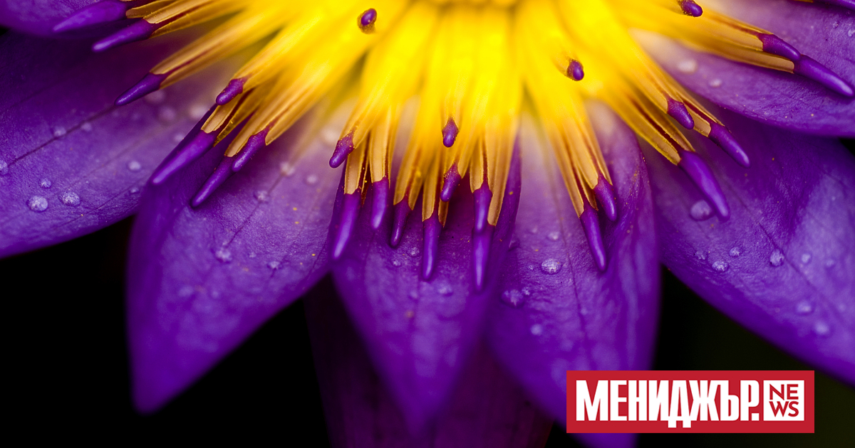 Изглежда, че всички живи същества се стремят към опростяване, а