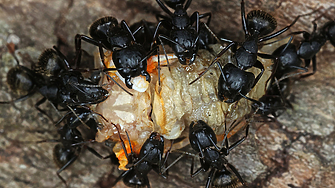 Насекомите по специално мравките са отличен жив прототип за проектиране