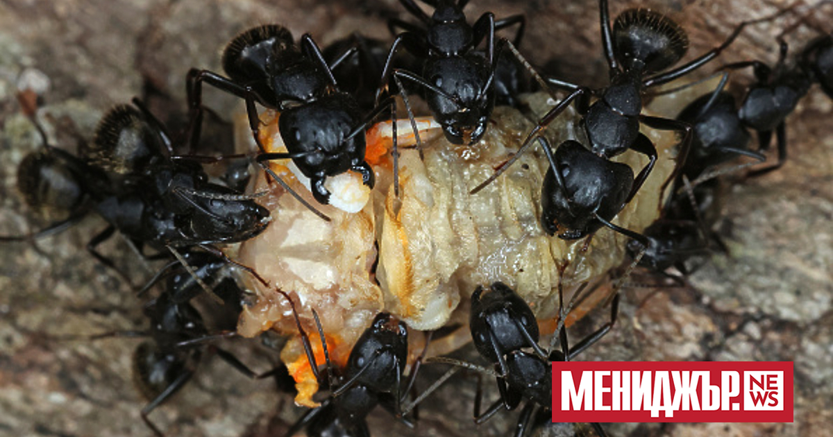Насекомите, по-специално мравките, са отличен жив прототип за проектиране на