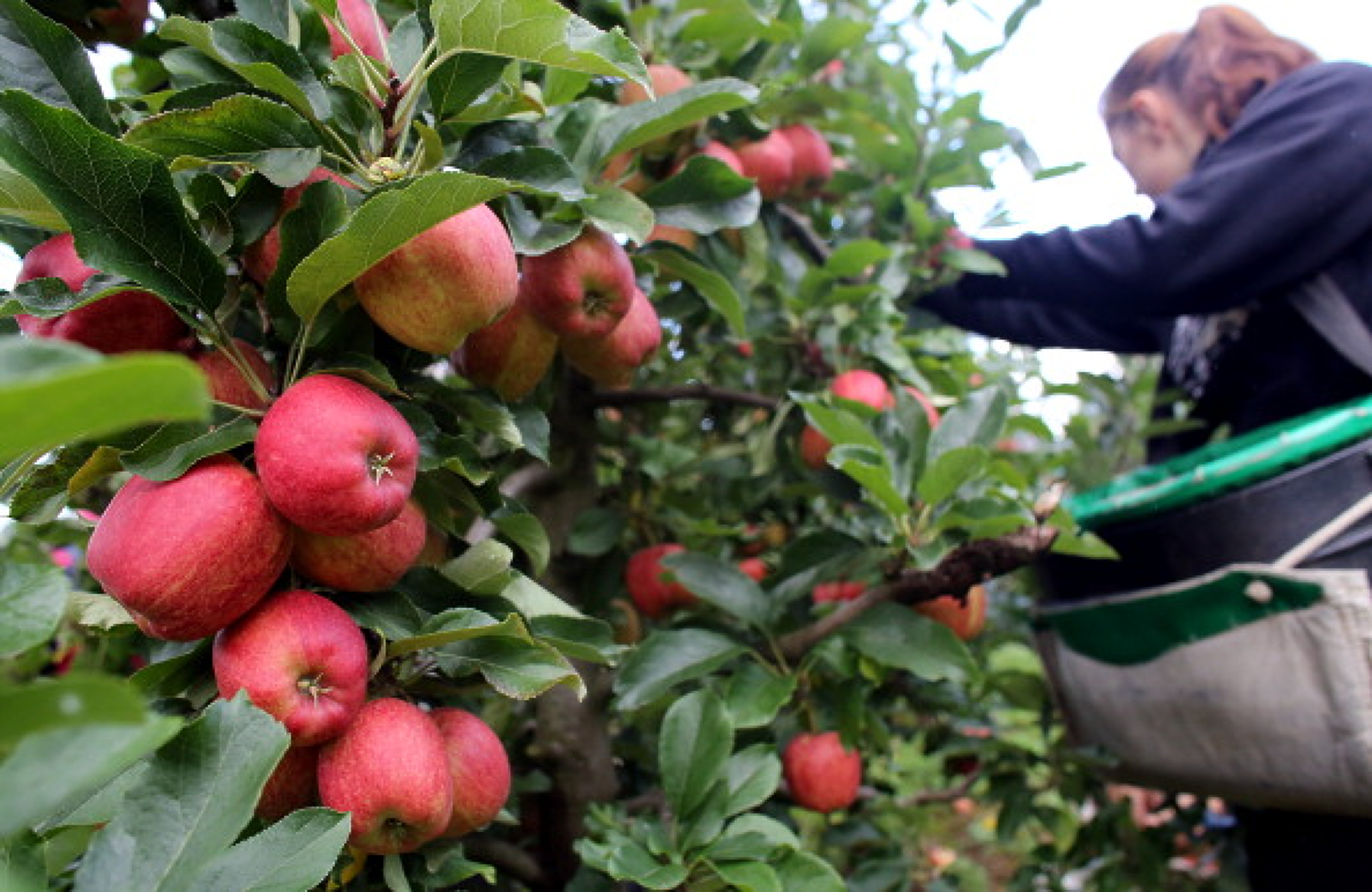 Ябълките и крушите стават дефицитна стока във Великобритания