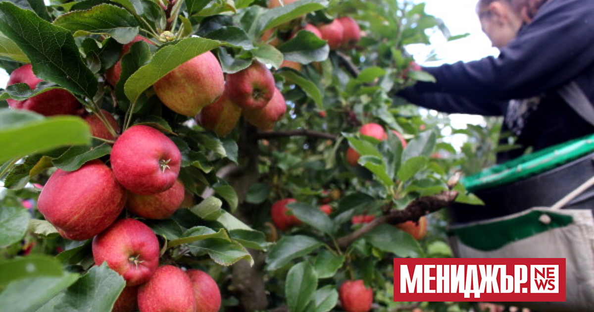 Ябълките и крушите могат да се окажат следващата дефицитна стока