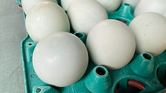България е сред 4 те страни в Европейския съюз с най голямо поскъпване на яйцата