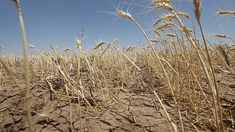 Реколтата от пшеница в Добруджа може да бъде компрометирана от