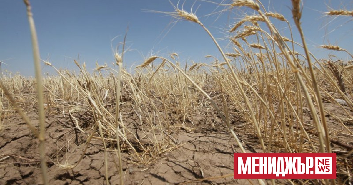 Реколтата от пшеница в Добруджа може да бъде компрометирана от