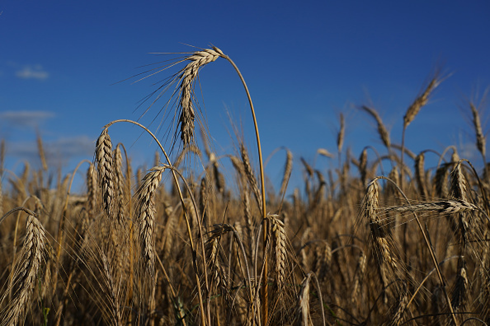 Русия обяви удължаване на зърнената сделка с 60 дни, Украйна - със 120