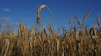 Черноморската сделка за зърно която улеснява износа на украински селскостопански