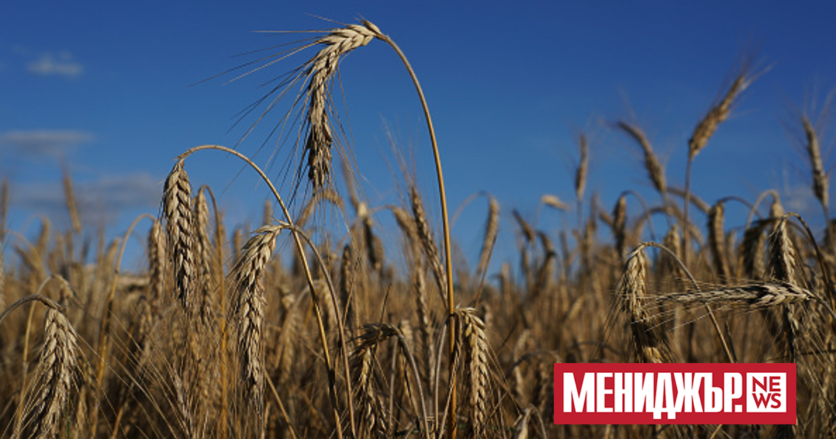 Черноморската сделка за зърно, която улеснява износа на украински селскостопански