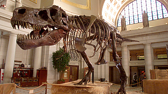 Скелет на тиранозавър рекс живял преди 67 милиона години ще