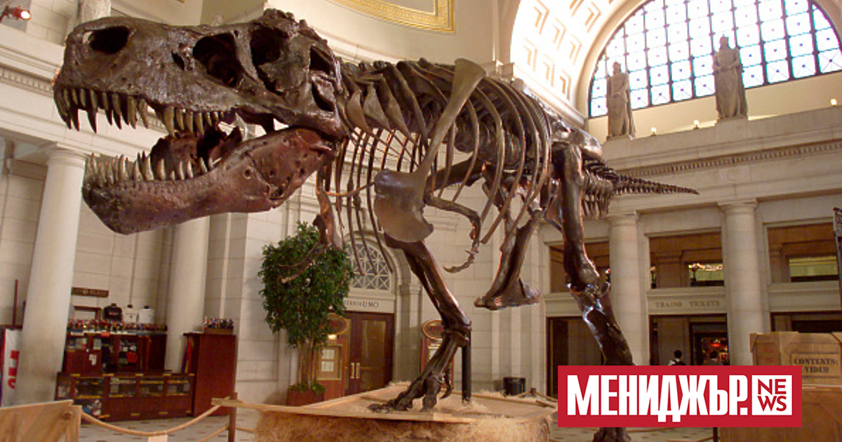 Скелет на тиранозавър рекс, живял преди 67 милиона години, ще