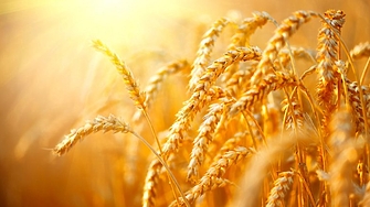 Унгария реши да засили контрола върху транзита на украинско зърно през своя